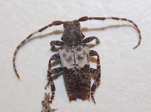 Réf. 211 128 : Pogonocherus hispidulus